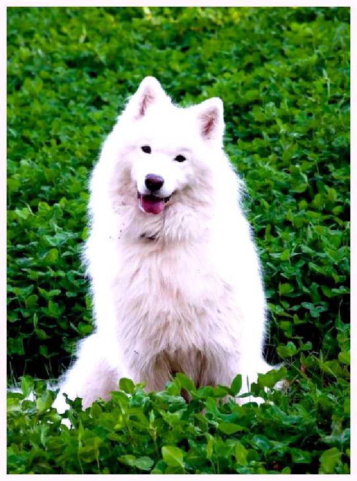 Самоедская собака — всё о собаке