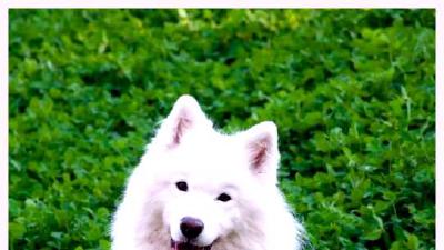 Самоедская собака — всё о собаке