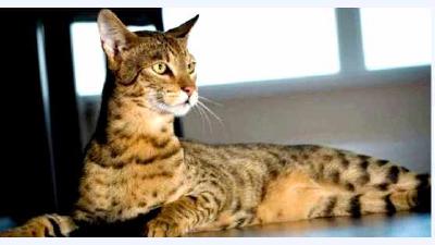 Саванна (Ашера) — всё о кошках