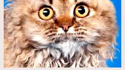 Селкирк-рекс — всё о кошках