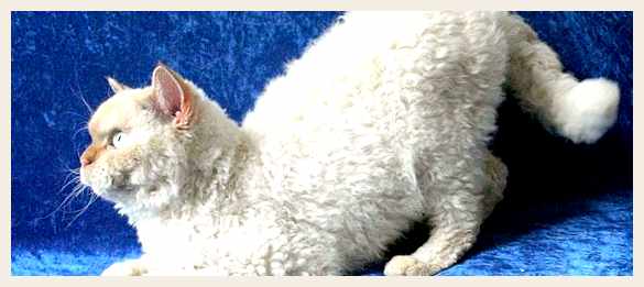 Селкирк-рекс - всё о кошках здоровья почек                     Дисплазия суставов          Ограничение