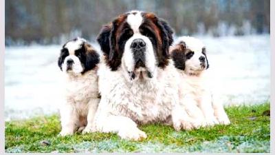 Сенбернар — всё о собаке