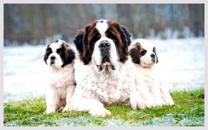 Сенбернар — всё о собаке