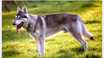 Северная инуитская собака — всё о собаке