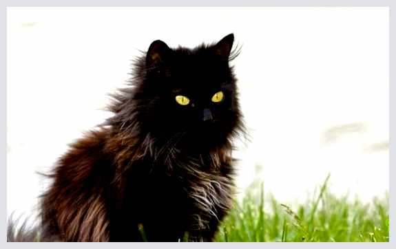 Шантильи-тиффани - всё о кошках Питание         Шантильи-тиффани нуждаются