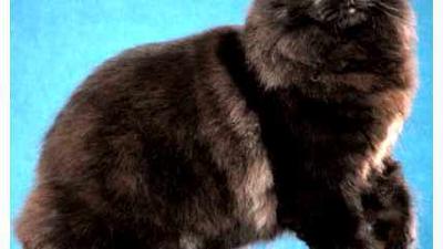 Шантильи-тиффани — всё о кошках