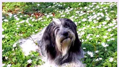 Шапендуа — всё о собаке