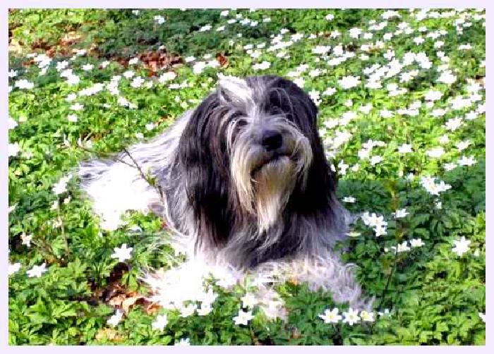 Шапендуа — всё о собаке