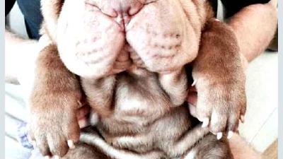 Шарпей — всё о собаке