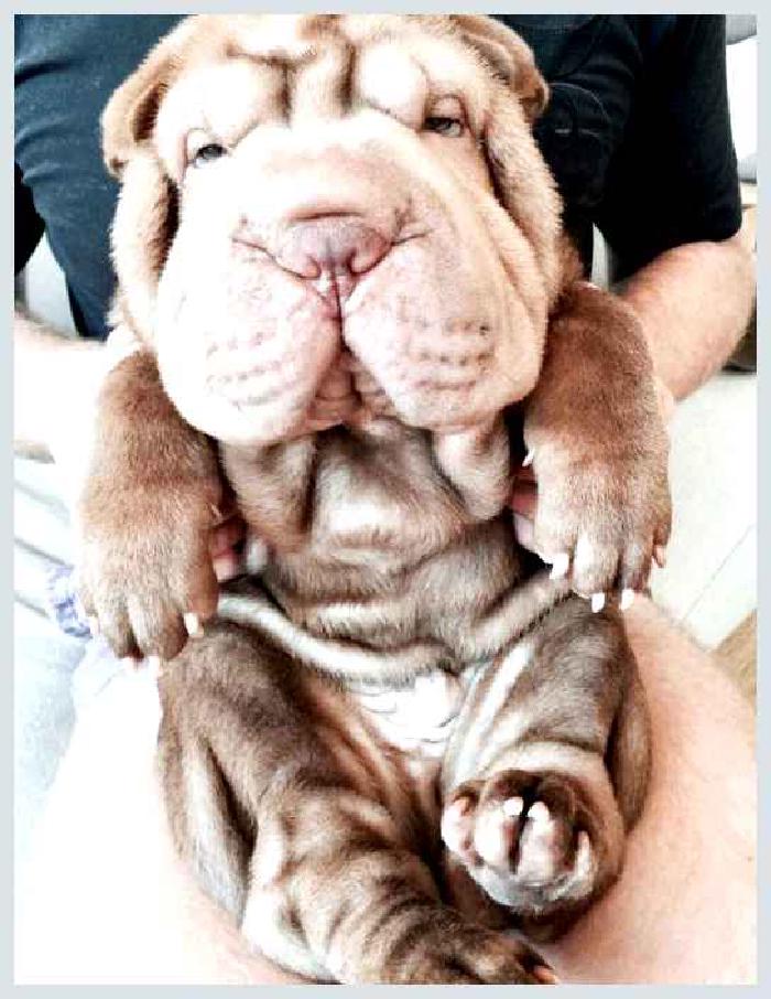 Шарпей — всё о собаке