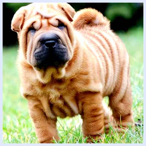 Шарпей - всё о собаке Классификация породы Характеризующие признаки Группа