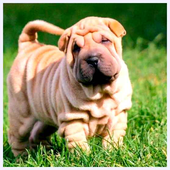 Шарпей - всё о собаке Однако, при правильном воспитании, они