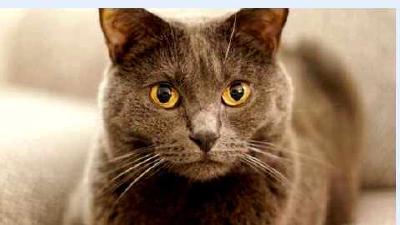 Шартрез — всё о кошках