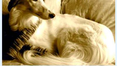 Шелковистый виндхаунд — всё о собаке