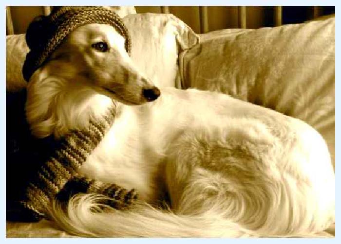 Шелковистый виндхаунд — всё о собаке