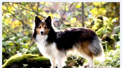 Шелти — всё о собаке