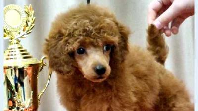 Шьен партиколор а пуаль фризе — всё о собаке