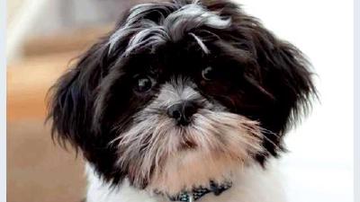 Ши-тцу — всё о собаке
