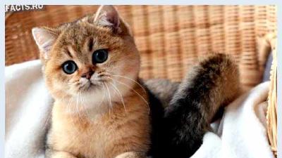 Шиншилла — всё о кошках