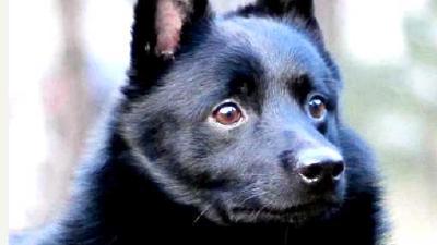 Схипперке — всё о собаке