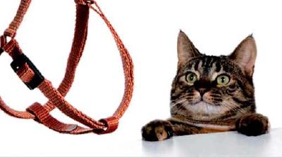 Шлейка для кошек и котов как выбрать подходящую модель