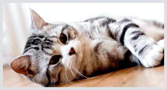 Шотландская прямоухая кошка - всё о кошках нужно регулярно ухаживать