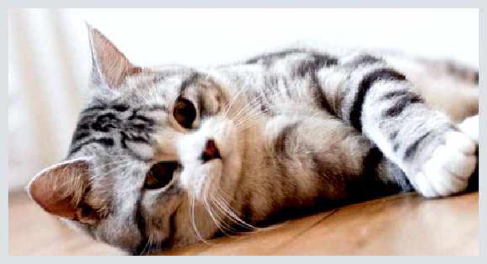 Шотландская прямоухая кошка — всё о кошках