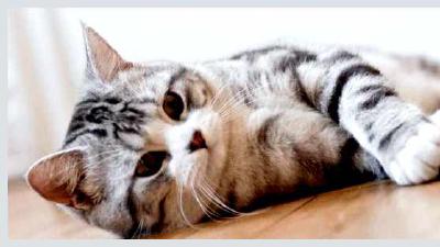 Шотландская прямоухая кошка — всё о кошках