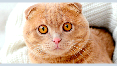 Шотландская вислоухая кошка — всё о кошках