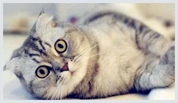 Шотландская вислоухая кошка - всё о кошках мутаций Поликистоз почек Образование