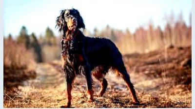 Шотландский сеттер — всё о собаке