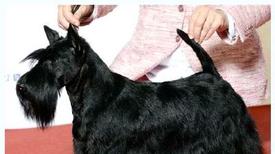 Шотландский терьер — всё о собаке