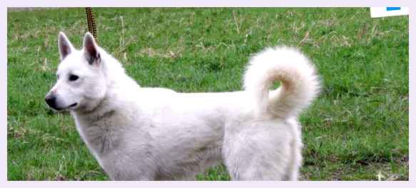 Шведский белый элкхунд - всё о собаке Умение обучаться          Собаки