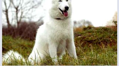 Шведский белый элкхунд — всё о собаке