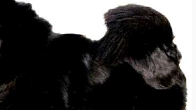 Шведский лаппхунд — всё о собаке