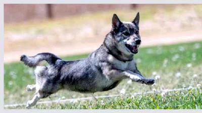 Шведский вальхунд — всё о собаке