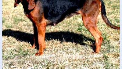 Швейцарская гончая — всё о собаке