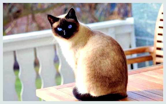 Сиамская кошка - всё о кошках при покупке кошки Астма Хроническое