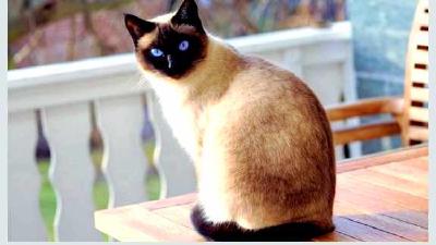 Сиамская кошка — всё о кошках