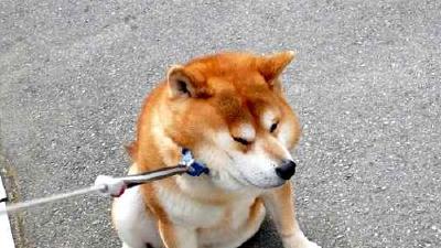 Сиба-ину — всё о собаке