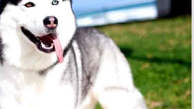Сибирский хаски — всё о собаке