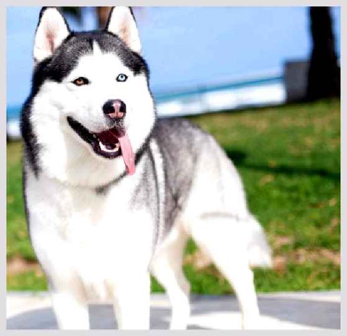Сибирский хаски — всё о собаке