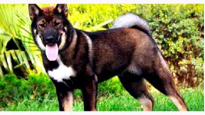 Сикоку (порода собак) — всё о собаке