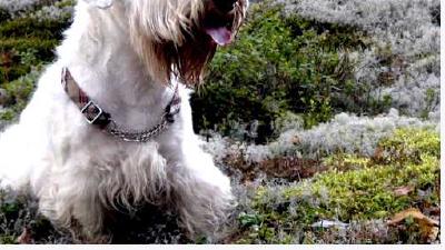 Силихем-терьер — всё о собаке