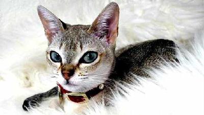 Сингапурская кошка — всё о кошках