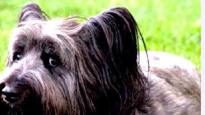 Скайтерьер — всё о собаке