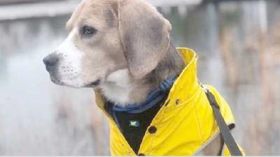 Сколько раз в день нужно гулять с собакой