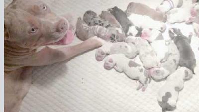 Сколько щенков может родить собака определение количества щенят