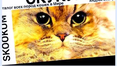 Скукум — всё о кошках
