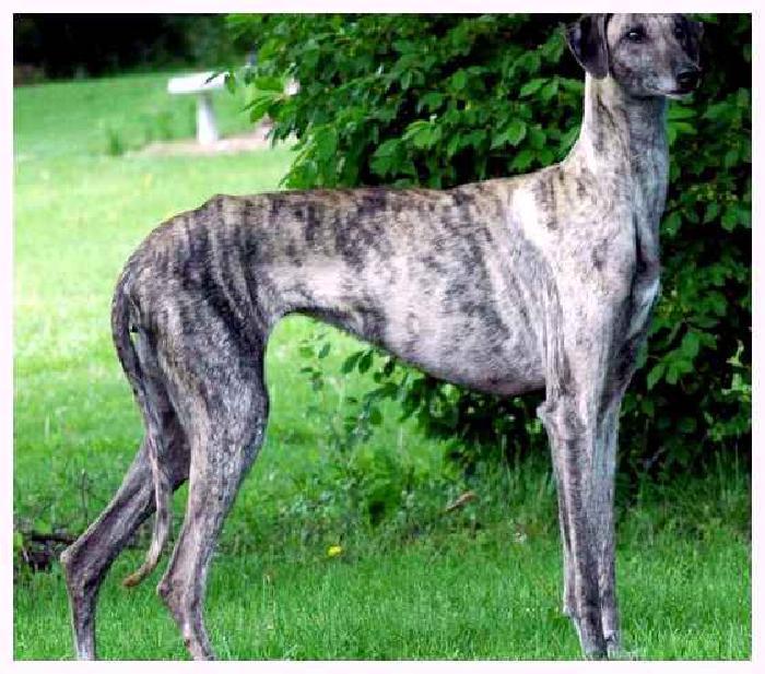 Слюги — всё о собаке